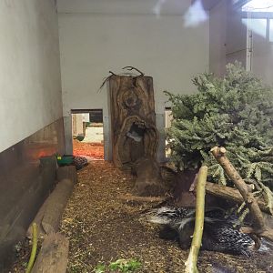 Cape porcupine and Yellow mongoose indoor exhibit, 2024-02-17