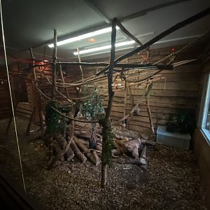 Goeldi’s monkey indoor enclosure