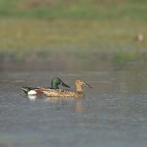 Northern Shoveler Spatula clypeata