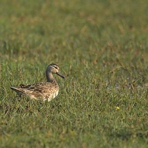 Garganey Spatula querquedula