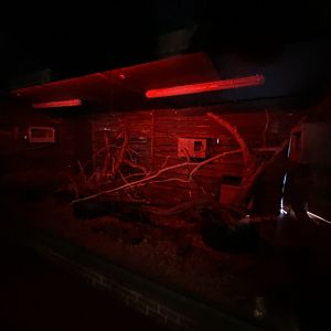 Luzon giant cloud rat enclosure