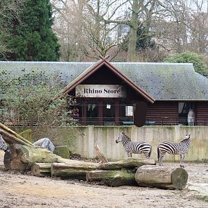 Grant's zebras (Equus quagga boehmi) and historical bovine stable, now a gift shop, 2024-02-17