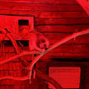 Luzon giant cloud rat image 1