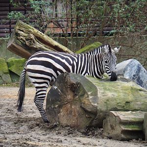 Grant's zebra (Equus quagga boehmi), 2024-02-17