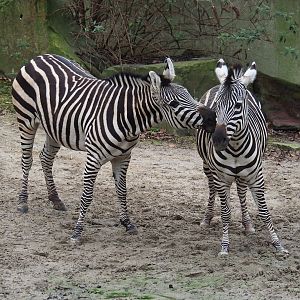 Grant's zebras (Equus quagga boehmi), 2024-02-17
