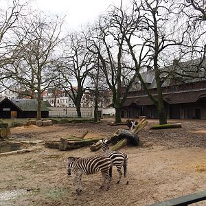 Grant's zebra and Southern white rhinoceros paddock, 2024-02-17