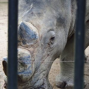 Southern white rhinoceros (Ceratotherium simum simum), 2024-02-17