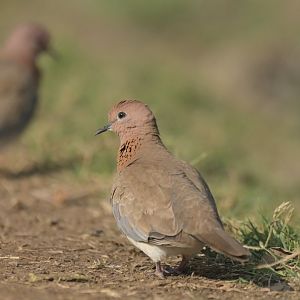 Laughing Dove Spilopelia senegalensis