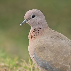 Laughing Dove Spilopelia senegalensis