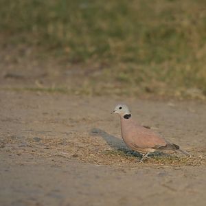 Red Collared Dove Streptopelia tranquebarica