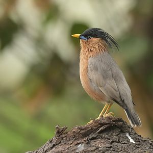 Brahminy Starling Sturnia pagodarum