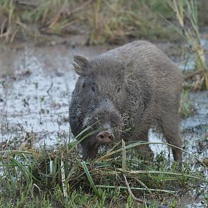 Wild boar Sus scrofa