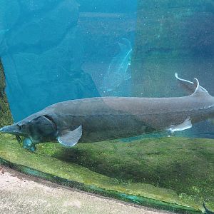 Beluga sturgeon (Huso huso), 2024-02-17