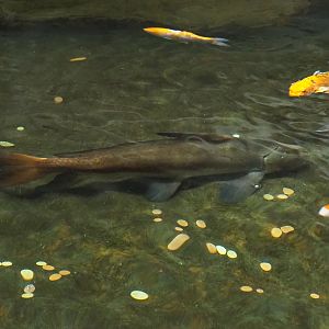 Chinese high-fin banded shark (Myxocyprinus asiaticus), 2024-02-17
