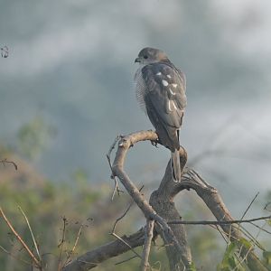 Shikra Tachyspiza badia