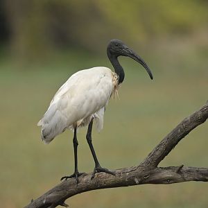 Black-headed ibis Threskiornis melanocephalus
