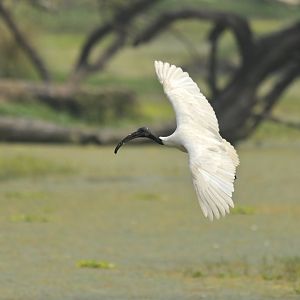 Black-headed ibis Threskiornis melanocephalus