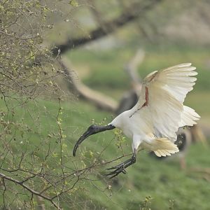 Black-headed ibis Threskiornis melanocephalus