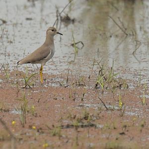 White-tailed Lapwing Vanellus leucurus