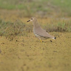 White-tailed Lapwing Vanellus leucurus