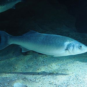 European seabass (Dicentrarchus labrax), 2024-02-17