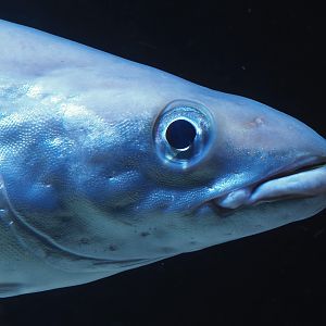 Atlantic Pollack (Pollachius pollachius), 2024-02-17