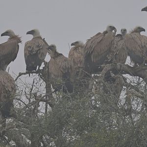 Griffon vulture Gyps fulvus