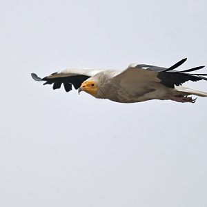 Eyptian vulture Neophron percnopterus
