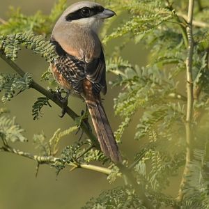 Long-tailed Shrike Lanius schach
