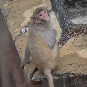 Rhesus macaque Macaca mulatta