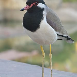 Red-wattled Lapwing Vanellus indicus