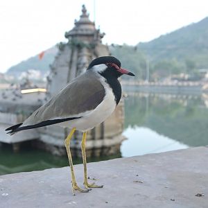 Red-wattled Lapwing Vanellus indicus