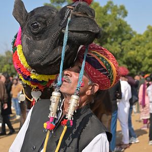Bikaner Camel Festival