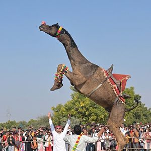 Bikaner Camel Festival