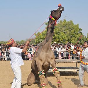 Bikaner Camel Festival