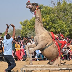 Bikaner Camel Festival