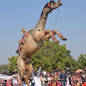 Bikaner Camel Festival