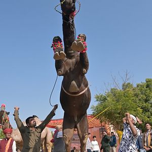 Bikaner Camel Festival