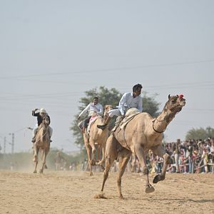 Bikaner Camel Festival