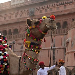 Bikaner Camel Festival