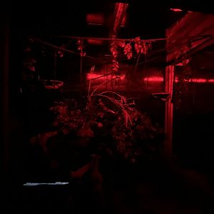 Slow loris enclosure 2