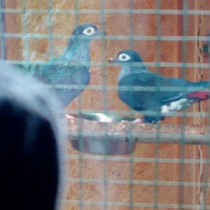Mysterious pigeon (Not that mysterious after all. Juvenile Madagascar blue pigeons)