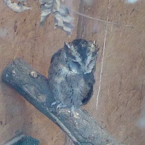 Mysterious scops owl (Probably Philippine scops-owl)