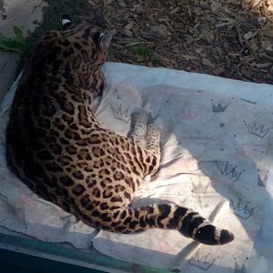 ocelot and its favourite pillow I.-9/2025