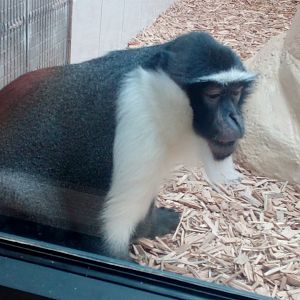 More than 30 years old Roloway monkey-9/2025