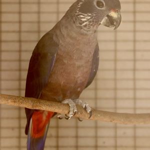 Bronze-winged parrot