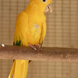 Golden conure
