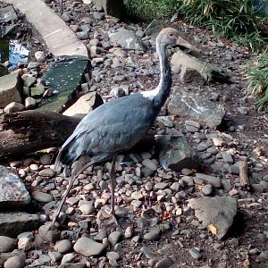 White-naped crane young-9/25
