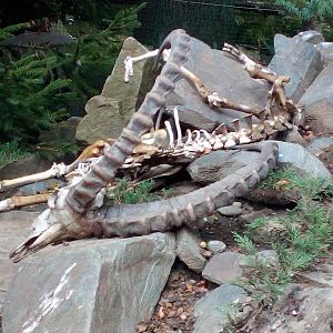 Skeleton of Siberian ibex male-9/25