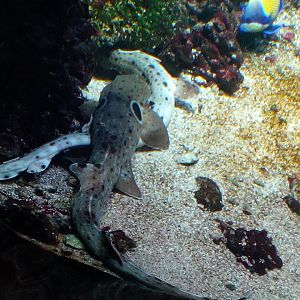 Epaulette sharks mating-9/25